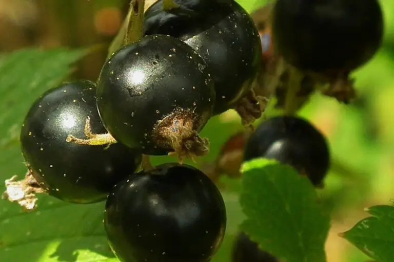 How To Make Blackcurrant Wine