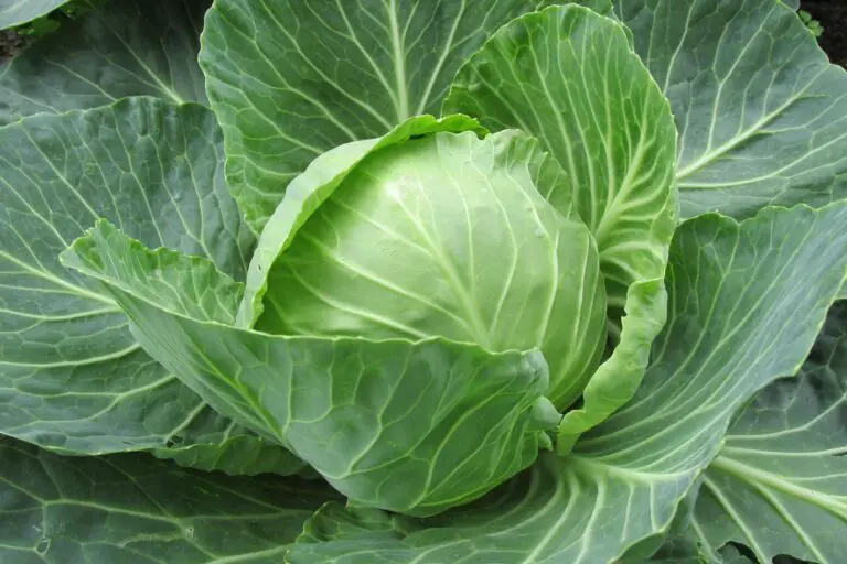 How To Make Cabbage Wine
