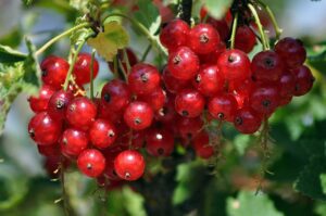 How to make redcurrant wine