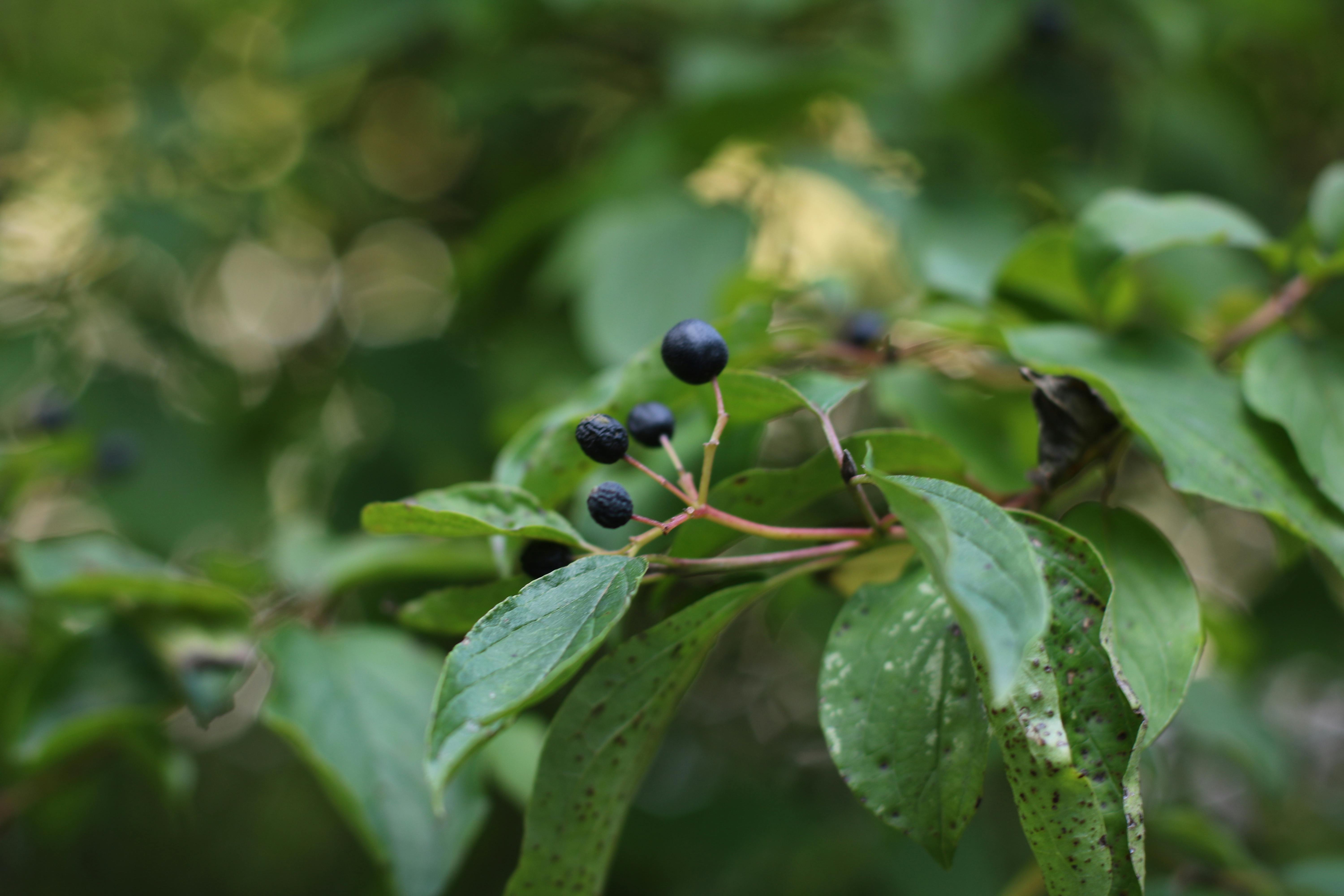 Bilberry wine