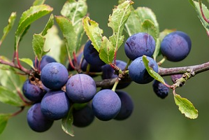 damson wine